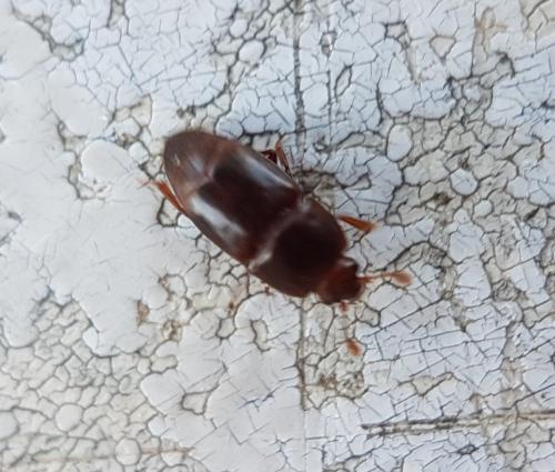Carpophilus sp.